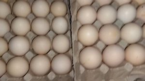 ?взяли на пробу яйцо Белорусского бройлера?