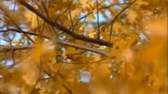 СВЕТЛАНА РЕЗАНОВА ЗАСЫПЯТ ЛИСТЬЯ смотреть онлайн