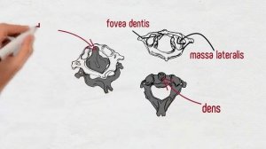 Строение позвоночного столба Анатомия