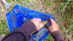 Wow! Tench on holidays, fishing with float.