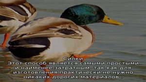 Как поймать дикую утку