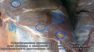 Меры борьбы с цистицеркозом КРС