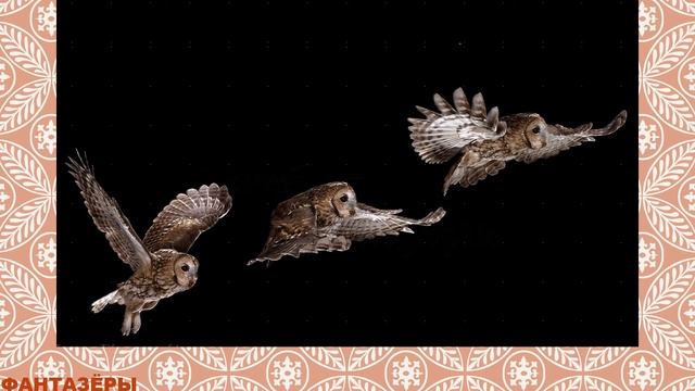 Сова 4 (старшие) смотреть онлайн