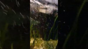 если сильно дует фильтр для аквариума