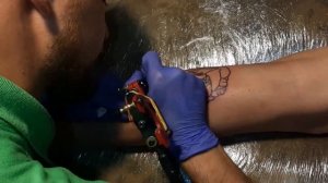 Бультерьер на икре