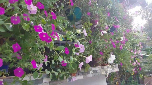 PETUNIA | Petunia care in English | how to grow petunia | DO&DON'T | petunia seed how to grow. смотреть онлайн