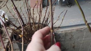 Крупнолистная гортензия в горшках готова к зимовке в подвале. Проверка гортензии в укрытии.