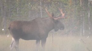 Лось Огромный. Гон