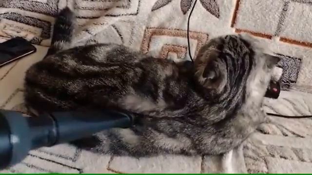 Решение проблемы кошачьей шерсти! смотреть онлайн