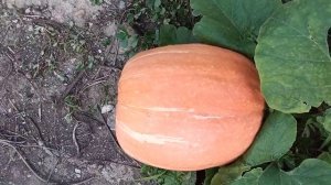 Царь тыква Розовый банан