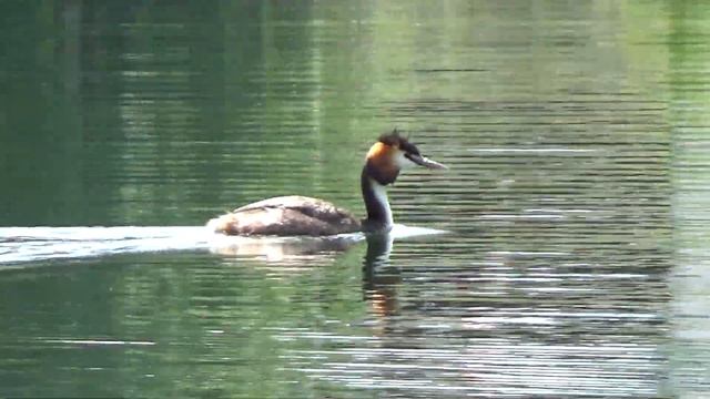 Чомга прихорашивается и ныряет смотреть онлайн