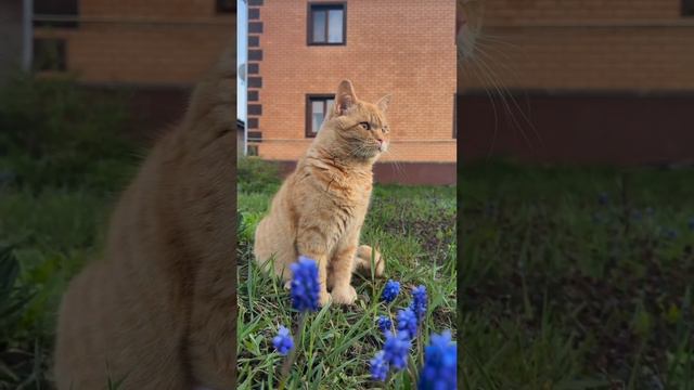 никого  не слушаете и не бойтесь брать животных с улицы, они вырастут самыми преданными и ласковыми