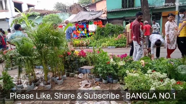 Flower Plants Market Visit || Plumeria Rubra Plant Mandevilla Plant Rangoon Plant Kamini Plant смотреть онлайн