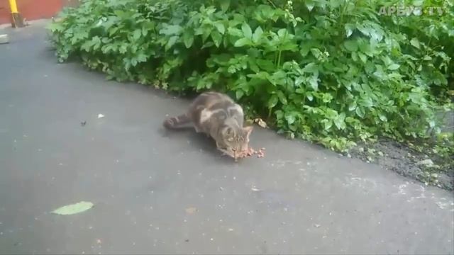 Красивая Мраморная Кошка смотреть онлайн