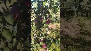 яблоня " Имант". позднезимний сорт с длительным сроком хранения.