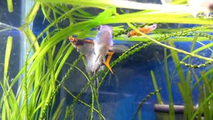 Наннакара неоновая