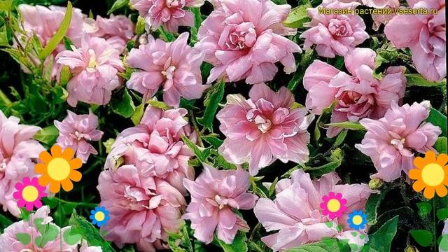 Калистегия амурская, плющелистная Флор Плено. Краткий обзор calystegia hederacea Flore Pleno
