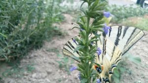 краснокнижный красавец и Бертына моська в +35