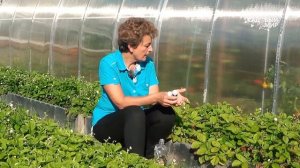 Ремонтантная земляника садовая Что нужно для непрерывного плодоношения