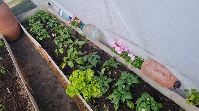 Возвратные заморозки в мае в Ленинградской области и солнечные ожоги недавно высаженной рассады