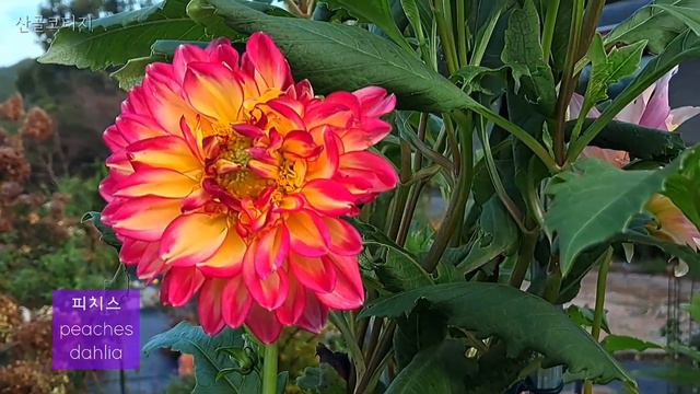 9월의 정원|겹백일홍(퀸시리즈)|정신차리기 시작하는 달리아|농가🏡정원의 흔한 가을꽃🌻|🌹코티지가든🌼