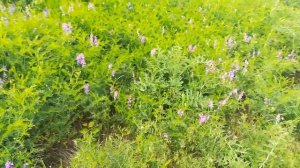 Вика кормовая