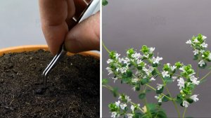 Выращивание Орегано, семена зацветут через 70 дней  - создано Boxlapse