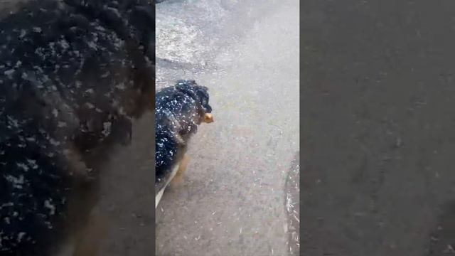 "а у вас спина белая" продолжение 1апрельского снегопада #Гранадик смотреть онлайн