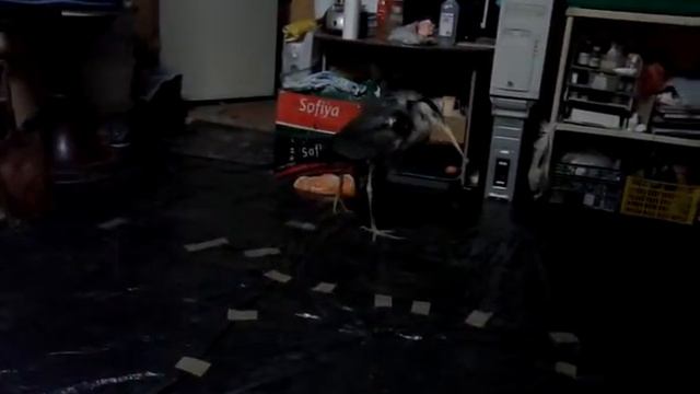 Цапель смотреть онлайн