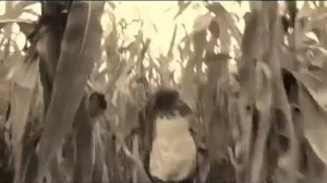 Музыка Тили тили бом закрой глаза скорее ???