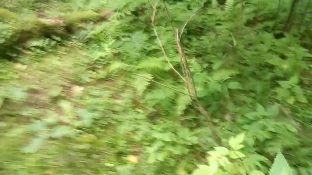 Сбор грибов в подмосковье 2020 часть 3. лесная малина сбор.Рогатик гриб смотреть онлайн