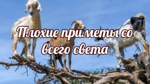 Плохие приметы со всего света. Верить в приметы или зря терять силы и время.