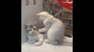 Смешное Видео Про Котов И Собак ? ? #55