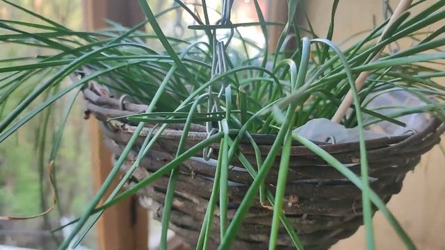 Обзор комнатных растений. Какие комнатные растения можно выносить на балкон? Обзор саженцев петуний смотреть онлайн