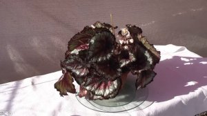 Бегония DS-Рождение Огня