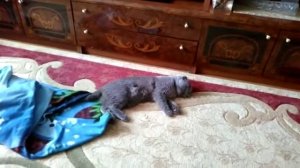 Кот после кастрации)))