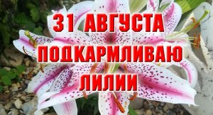 31 августа. Подкормка лилий