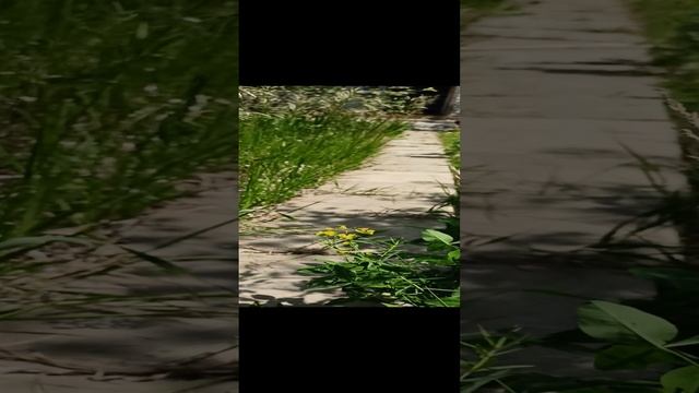 Необычный ирис смотреть онлайн