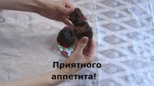 Постные шоколадные кексы без сахара