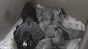 приобрели две семьи мускусных утят  голубой линии | мой уютный дом