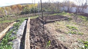 Посадка малины без шпалеры. Краснодарский край.