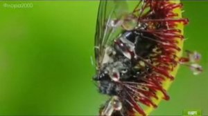 Венерина мухоловка и Росянка