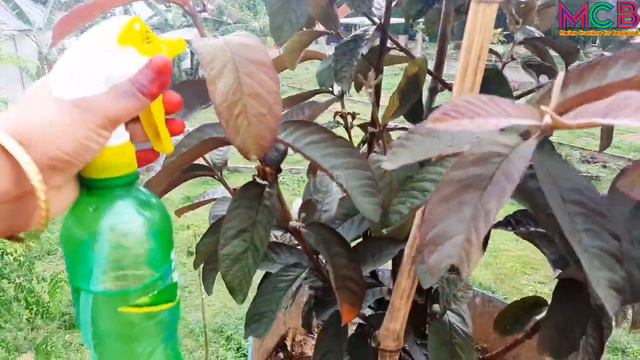 টপের গাছের পরিচর্যা এবং ভিটামিন কিভাবে দিতে হয় | গাছের যত্নে কি করনীয়। popy kitchen & Garden. смотреть онлайн