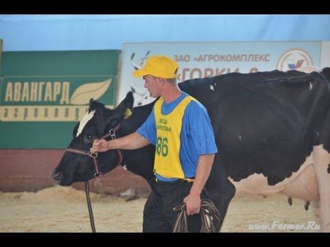 Выставка Звёзды Подмосковья Молочные коровы Седьмая группа