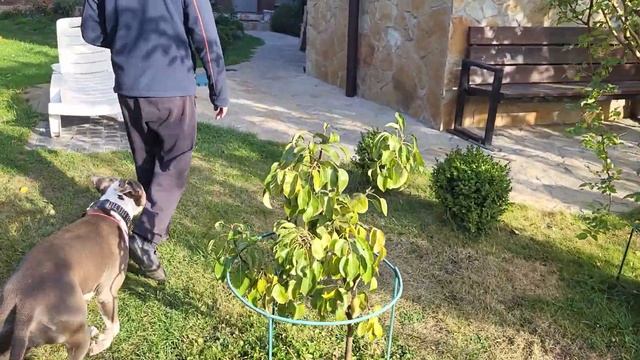 Дача 12 октября, сорвали дыню в теплице.