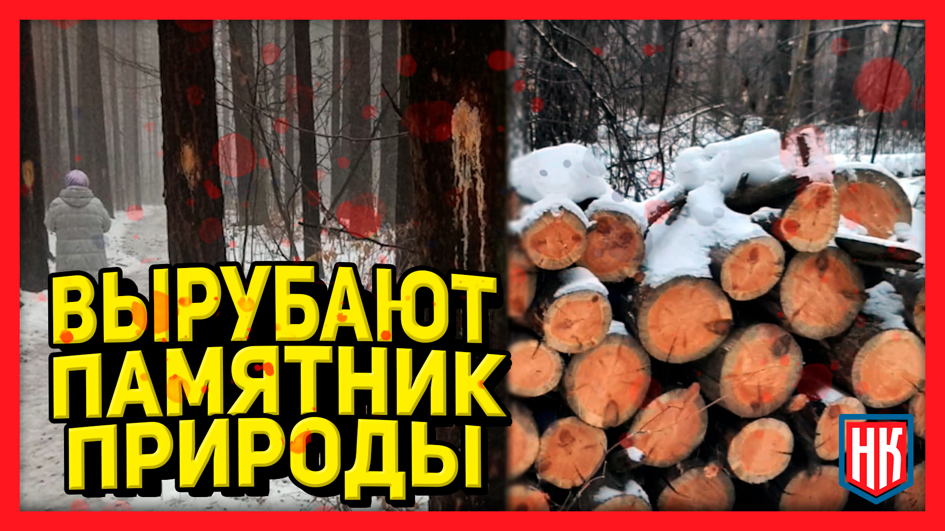 БОРЬБА С НЕЗАКОННОЙ ВЫРУБКОЙ ДЕРЕВЬЕВ. Жители за сохранение соснового бора!