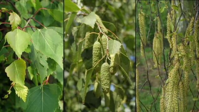 Betula pendula - silver birch