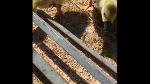 Холмогорские гусята ?