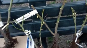 Посылка с розами из питомника " Розомания"