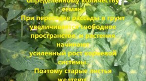 Почему желтеют листья томатов